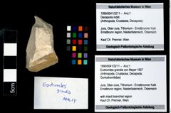 Foto (Objekt + Etikett) von Eodromites grandis (von Meyer 1857)  (NHMW-GEO-1990-0041-3211)